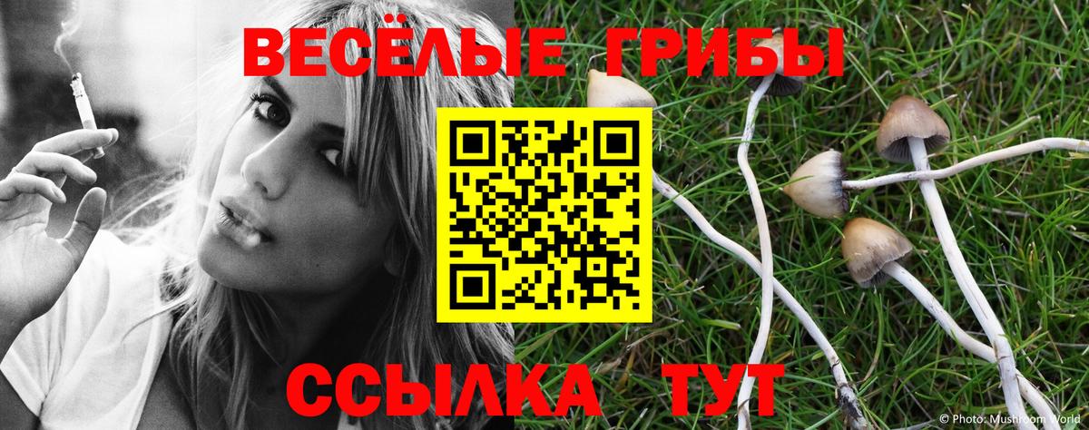 Галлюциногенные грибы Psilocybine cubensis Елабуга