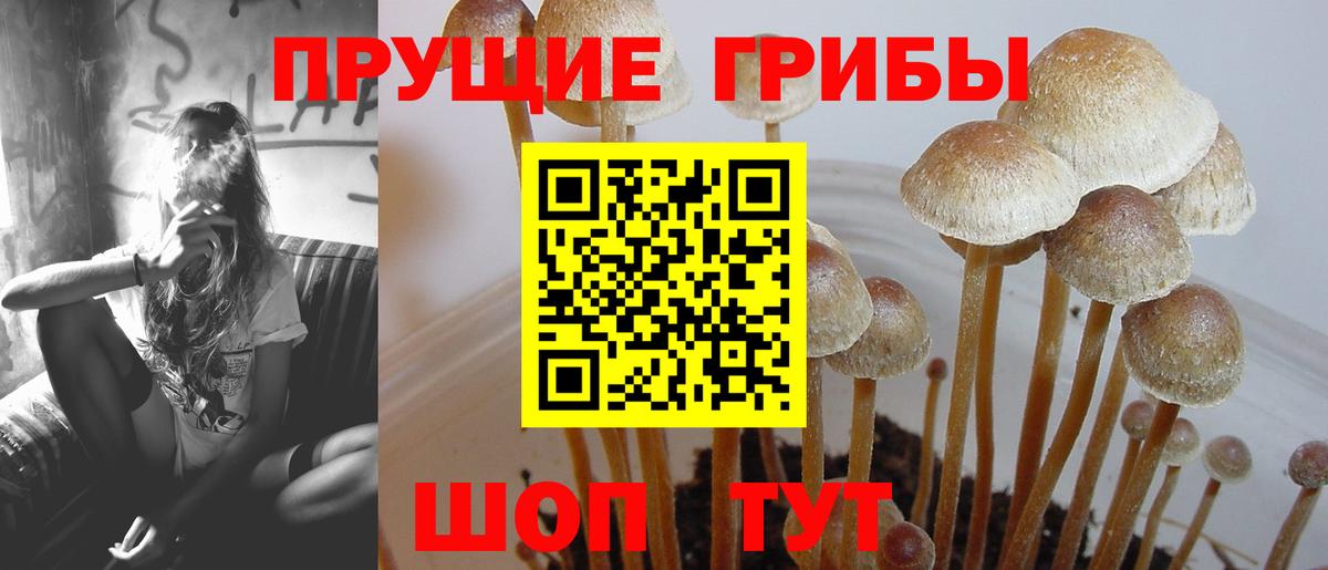 Псилоцибиновые грибы Cubensis  Галлюциногенные грибы прущие грибы  Елабуга  Вход с VPN 